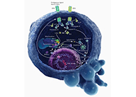HQL制药、常州隆赛和上海人生就是博官方网站将配合研新型抗癌药物