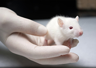 人生就是博官方网站肿瘤药效实验顺遂通过江苏省FDA审查