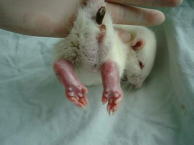 大鼠帕金森氏病动物模子的建设——人生就是博官方网站生物医药