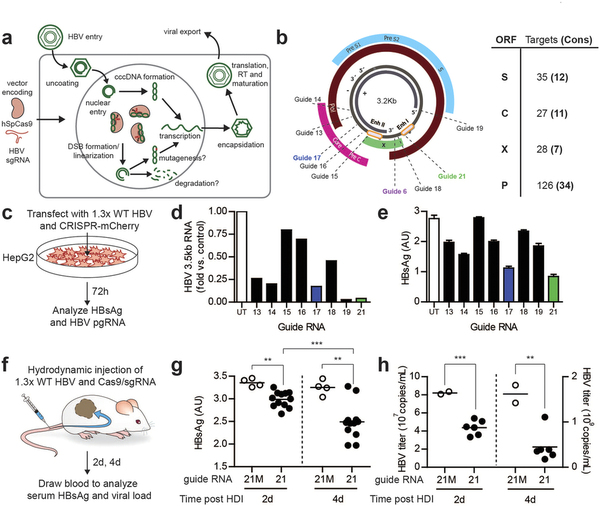攻克乙肝不是梦，，，基因编辑靶向“剪切”乙肝病毒