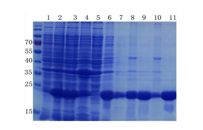 卵白质提取与纯化技巧——人生就是博官方网站生物医药