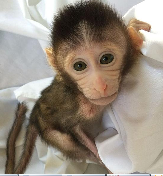 转基因猴成攻克自闭症利剑，首个非人灵长类自闭症模子建设