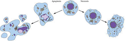 人生就是博官方网站细胞凋亡检测手艺服务