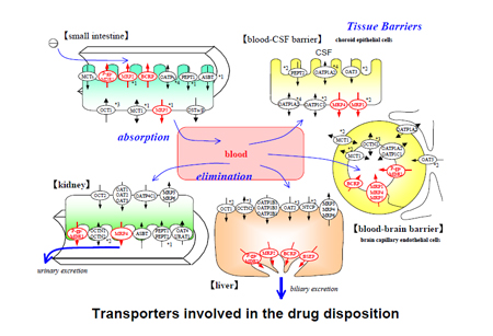 药物转运体在药物吸收、漫衍、代谢、渗透中的作用