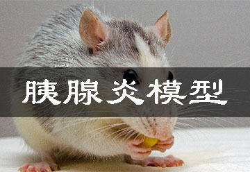 胰腺炎动物模子