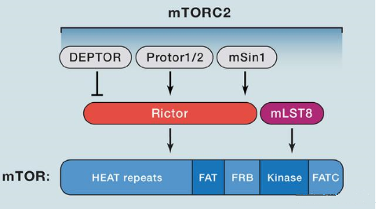 mTORC2的组成卵白主要有Rictor、mSin1、mSLT8和Protor等