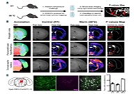 减肥药瞄准新靶点，，强效减肥药即未来袭？？？