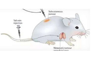 围观:临床前小鼠模子怎样。？？？