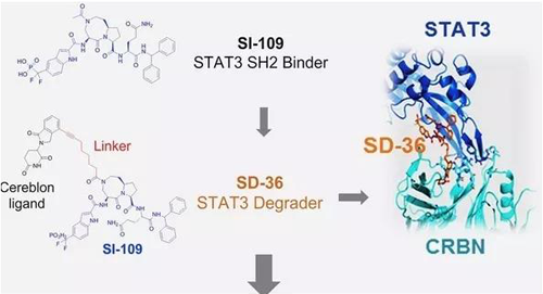 结构优化获得的SH2连系分子SI-109与CRBN连系，，，获得SD-36