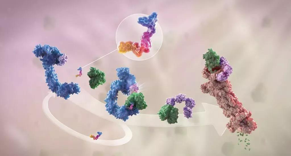 卵白降解剂（多色）连系了1个靶卵白（绿色）和1个E3泛素毗连酶（蓝色），，，驱动基于卵白酶体（橙色）的靶卵白泛素化（紫色）和降解。