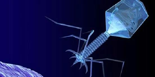 噬菌体疗法、、、溶瘤病毒，，，以及构建细胞表达载体的病毒转染因子等都体现出病毒对人类善良温顺的一面