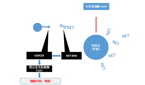 除了纯粹的捕获，NET DNA与CCDC-25的连系还增强了癌细胞的侵袭行为，增进了癌症的肝转移。。