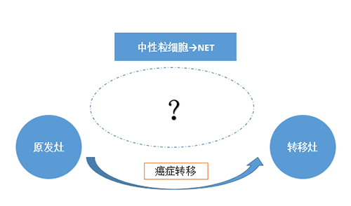 NET可能会通过某些方式“捕获”或“叫醒”癌细胞，从而造成癌细胞的迁徙。。