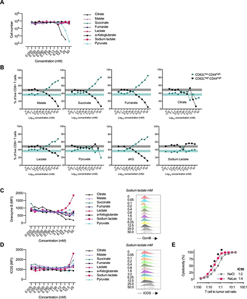 中央碳代谢物会改变CD8 + T细胞效应子的漫衍（泉源：e Life）