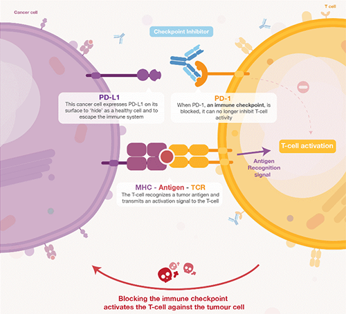 饿了吗？？饿一饿原来可以辅助PD-1抑制剂肿瘤免疫治疗 