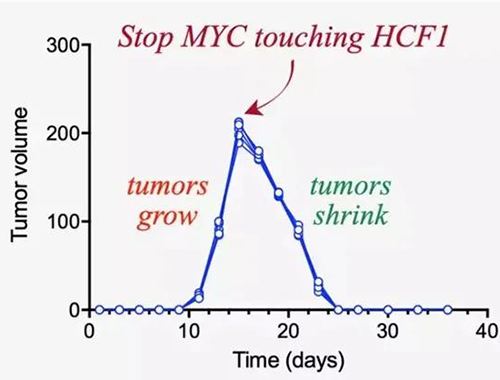可以“融化”肿瘤的卵白质，，你一定没有听说过！！