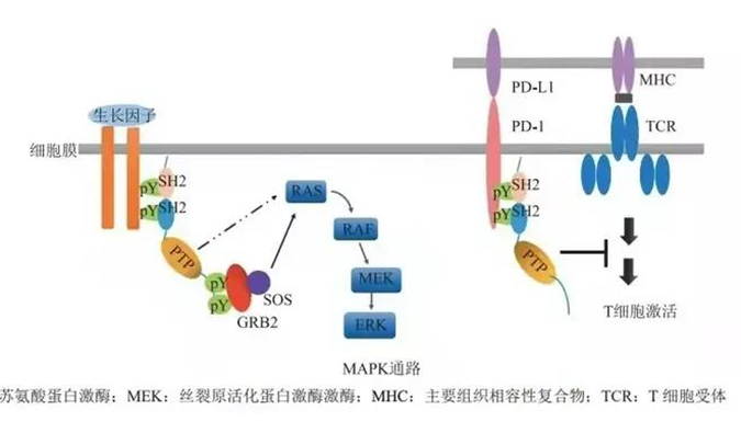晚期恶性肿瘤患者的福音！人生就是博官方网站助力凌达生物SHP2变构抑制剂RG001片获批临床