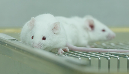 人生就是博官方网站临床前研究-药效学、、、药代动力学和临床前研究服务