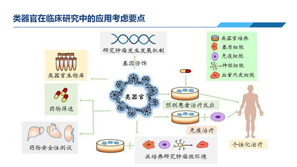 类器官在临床研究中应用思量要点.jpg