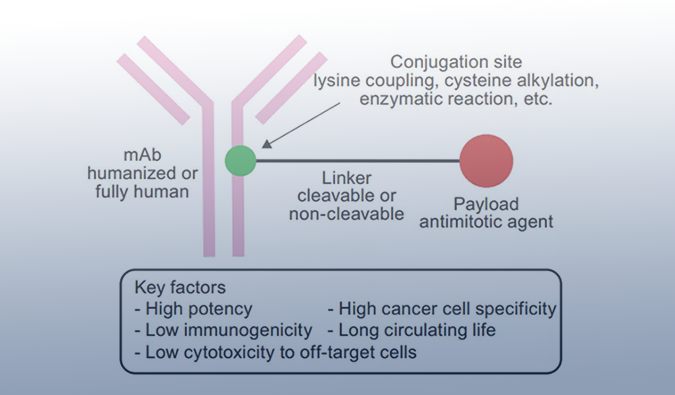 ADC药物：迎接市场热潮，，攻破研发壁垒
