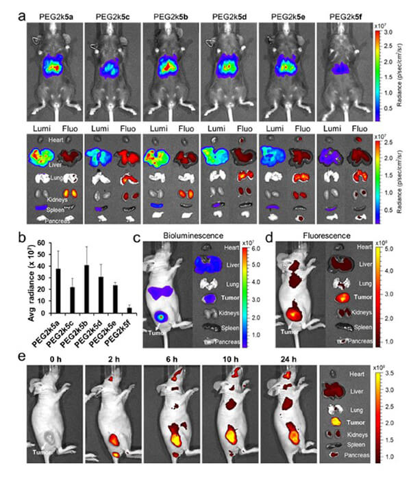 递送和NIR影像，，，Luc mRNA; Ⅳ and intra-tumoral.jpg