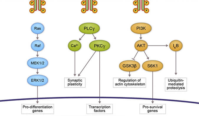 人生就是博官方网站助力 | 睿跃生物1类新药 TRK降解剂CG001419获批临床