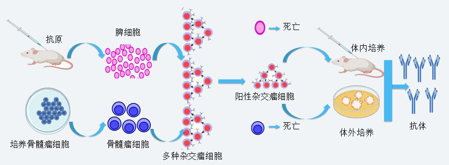 人生就是博官方网站抗体开发手艺