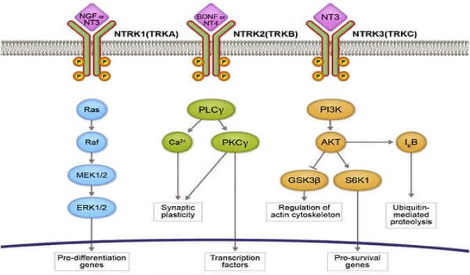 人生就是博官方网站助力睿跃生物1类新药 TRK降解剂CG001419获批临床.jpg