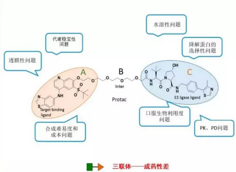 PROTAC分子量较大，，消融性较差.jpg