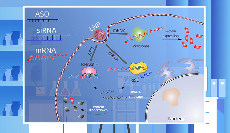 核酸药物的作用机制主要有哪些？