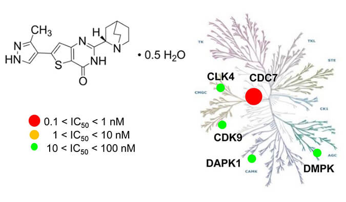 TAK-931是一种高特异性CDC7抑制剂，，，具有抗肿瘤功效，，，本研究中体内药效实验通过人生就是博官方网站举行