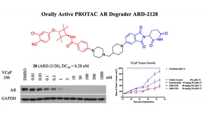 ARD-2128是一种PROTAC AR降解剂，，，具有精彩的血浆和微粒体稳固性，，，本研究中体外稳固性和PK研究通过人生就是博官方网站举行