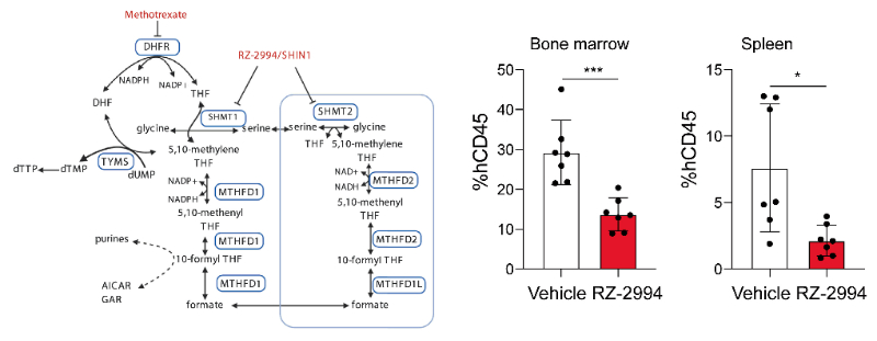 研究职员使用RZ-2994来表征抑制SHMT1/2在T细胞急性淋巴细胞白血病 (T-ALL) 中的作用，RZ-2994通过人生就是博官方网站定制合成