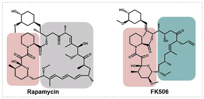 5-雷帕霉素、FK506-诱导的-FKBP-卵白质相互作用.jpg