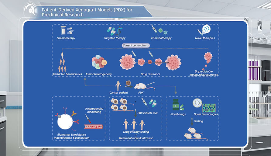 什么是临床前研究的PDX（人源肿瘤异种移植）模子？？？