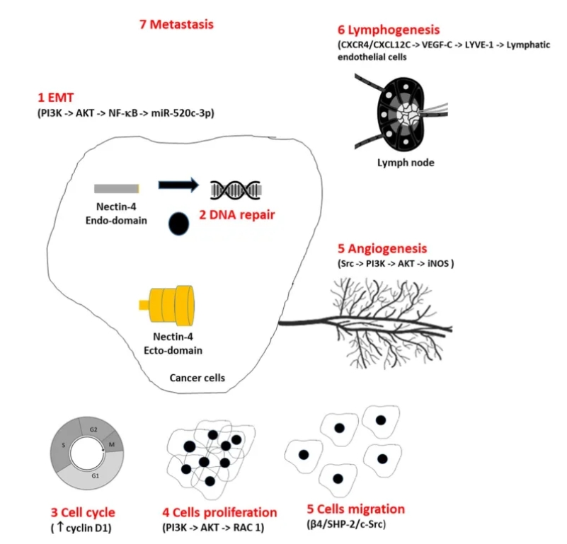 Nectin-4加入肿瘤爆发和新陈代谢机制