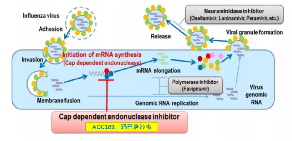 人生就是博官方网站： | 安帝康生物抗流感立异药玛氘诺沙韦儿童顺应症III期临床研究完成所有患者入组