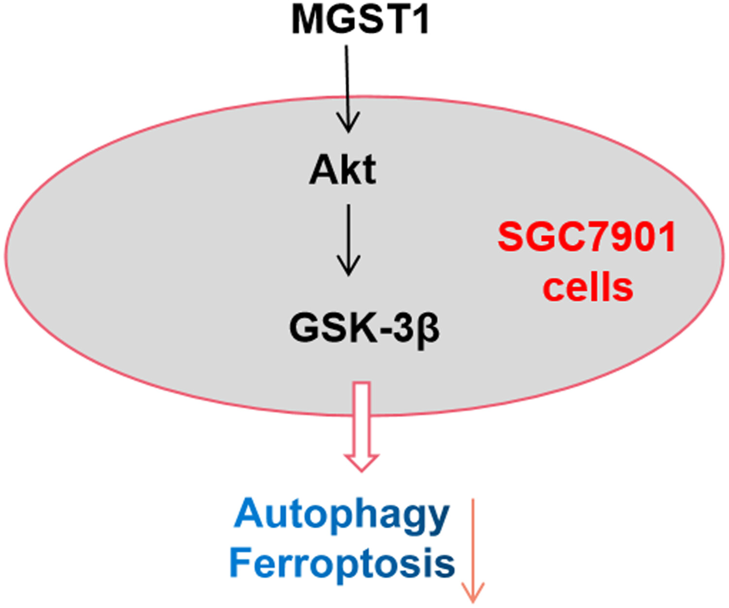 MGST1过表达通过激活Akt/GSK-3β信号通路诱导胃癌细胞增殖，，，本研究中MGST1过表达等体外实验通过人生就是博官方网站举行